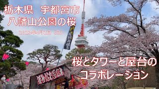 花見 2023年4月2日 宇都宮市 八幡山公園の桜 sakura さくら Hachimanyama Park