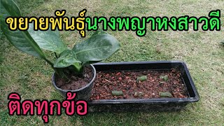 ขยายพันธุ์นางพญาหงสาวดี​ ติดทุกข้อ