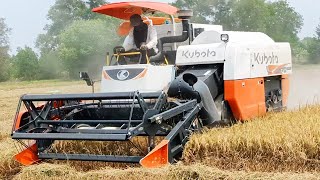 Amazing Kubota harvester harvest rice in Cambodia,ម៉ាស៊ីនច្រូតស្រូវនៅប្រទេសកម្ពុជា