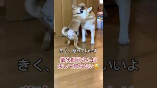 やんちゃな弟に優しい柴犬のお兄ちゃん🐶　#柴犬　#犬　#おもしろ #犬のいる暮らし #shorts