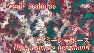 ピグミーシーホース　Pygmy seahorse　Hippocampus bargibanti