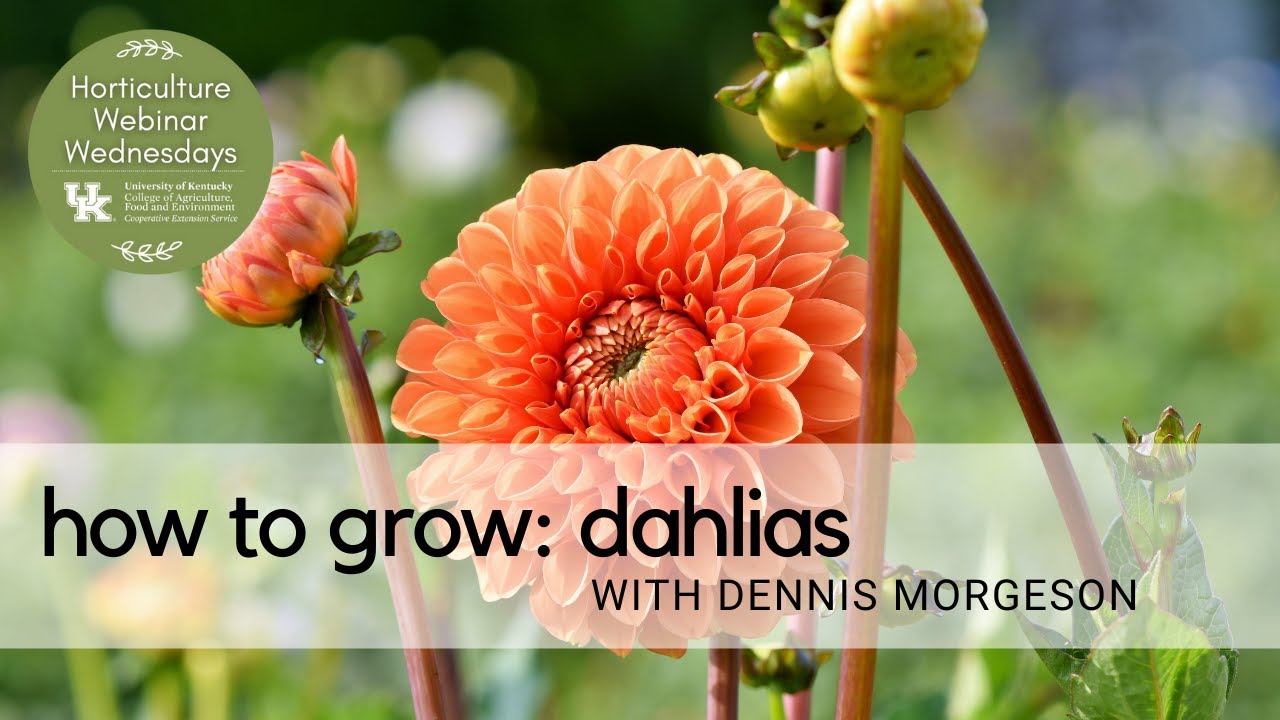 Growing Dahlias Youtube