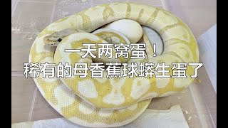 【一天两窝蛋】稀有的母香蕉球蟒生蛋了！三色猪鼻蛇又生水蛋？