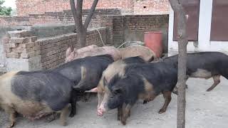 कागरा पिग लोडिंग स्टेशन भाग-7 | देशी सूअर |  Kagra Pig Loading Station |Desi Suar | @TECH GURU KAGRA