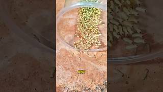 Ants vs Termites: The Tiny War You Need to See! ππ₯ #shorts #wildlife #animals