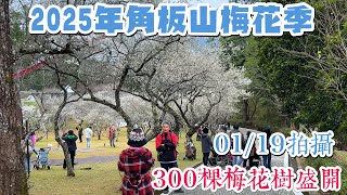 2025年角板山梅花季已經開始 I 01/19拍攝 梅花約開6~7成 將近300棵的梅花可觀賞 趕緊來賞花吧