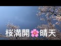 桜とスカイツリー『東京錦糸町』↓旅先のurl詳細↓錦糸公園で花見　sky tree and sakura♪ cherry blossom viewing at kinshi park in tokyo