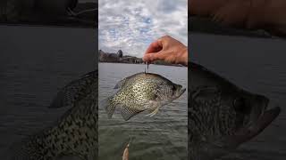 I Dropped a Live Crappie to the Bottom of the River