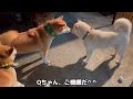 生後6ヶ月の巨体子犬の世話をする母性が強い母柴犬が素晴らしい！