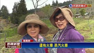 阿里山花季開跑 3千株櫻花枝頭盛放－民視新聞