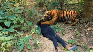 🐯..,TIGER ATTACK Man IN THE FOREST...jungle Me TIGER ka attack ..RoYal bengol tiger attack...🥶🐯.😡.😅.