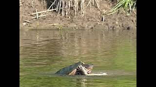 Snapping turtles fighting