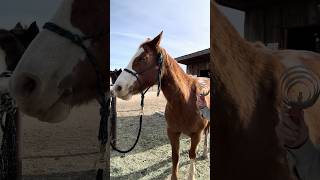 How to groom your horse for winter  #horsebehavior #horseeducation #equestrian #horsebackriding