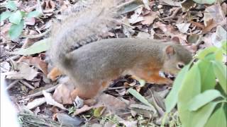 ニホンリス 　in東山動植物園