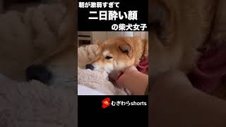 朝が激弱すぎて、二日酔いの顔な柴犬　#shorts  #柴犬 #柴犬との暮らし