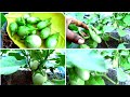 கத்திரிக்காய் செடியில் கொத்து கொத்தாய் காய்கள் ‎ /Brinjal plant /Harvest /thottam @Masa Creations 