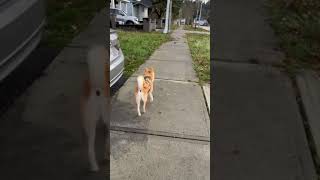 Walking around in the neighborhood #shibabobliu #pets #dog #corgi #shiba #doglife #puppy