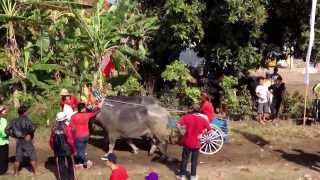 Makepung, traditional bull races in Bali. Here from the start tower.