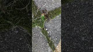 Kaerasori, Gryllotalpa gryllotalpa, European mole cricket - Eesti putukad