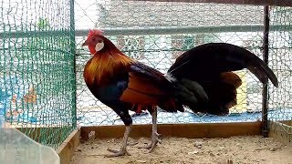 78 Gambar Ayam Hutan Jalak Terbaik 78 Gambar Ayam Hutan Jalak Terbaik