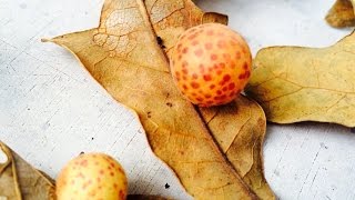 What's INSIDE Oak Apples and Other Galls!??