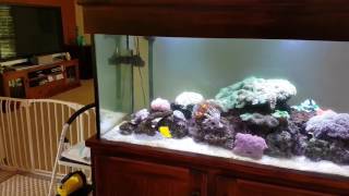 Our 6 foot Marine Tank