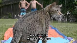 Grumpy Cat \u0026 Friends - Cat Summer (with LYRICS)