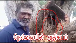 சூறைக்காற்றில் விழுந்த மரத்துக்குள் அதிசயம் |  பொதுமக்கள் அதிர்ச்சி