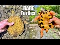 Exploring Creek to Find RARE Turtles!