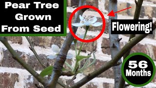 My Pear Tree Grown From Seed is Flowering! - Month 56