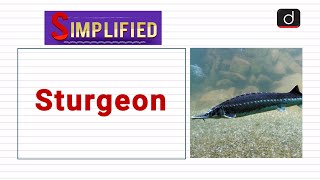 Sturgeon: Simplified