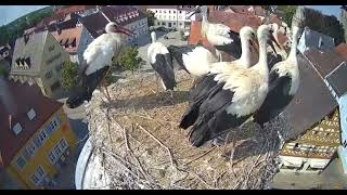 Höchstadt a.d. Aisch, D         FIGHTS !! 7 young stork was in the nest.    2023.07.09.