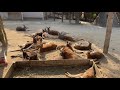 東武動物公園　アカカンガルー