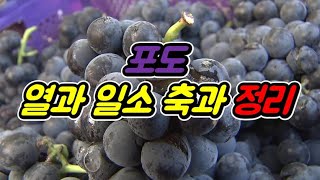 포도 열과 일소 축과 현상 정리 농사 지식 공부