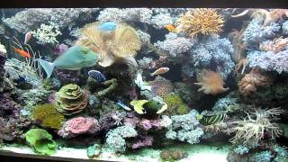 Marine fish tank 500L