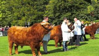 Royal Winner - HM the Queen's Highland Bull wins Glasgow Cattle Show