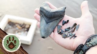 HUNTING for FOSSIL SHARK TEETH in CADZAND (Netherlands)