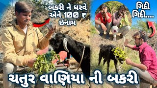 ચતુર વાણિયા ની બકરી 😱 || બકરી ને ધરવે એને 100 ₹ ઇનામ ||