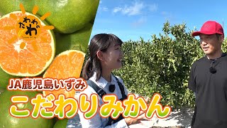 JA鹿児島いずみ「こだわりみかん」(2024年10月20日放送)