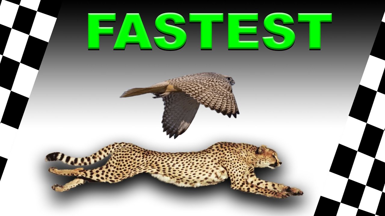 World's Fastest Animals (Top 13) - YouTube