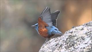 海辺の青い鳥・イソヒヨドリ雄、囀り／Blue Rock Thrush