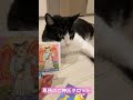 🐈今日のあなたを占いました🐈猫の専務のタロット占い🔮 猫 占い タロット 恋愛