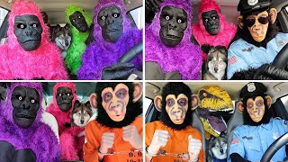 Kakoa's Favorite Funny Stories With Gorillas & Monkeys!