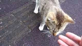 広瀬川・ジョギングコースの人懐こい野良猫 2013-06-14 A stray cat at Hirosegawa riverside