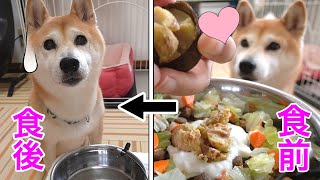 柴犬小春　【京やきぐり】食前の期待顔と食後の絶望顔　ASMR