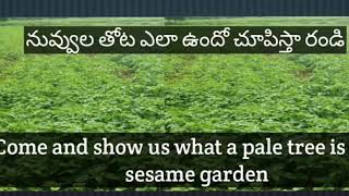 నువ్వుల పంట ఎలా ఉందో చూపిస్తా రండి   Come and show us what a sesame crop is