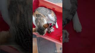 Mom cat protecting her kittens | குட்டிகளை பாதுகாக்கும் தாய் பூனை