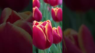 Springtime Splendor: Tulip Bloom at Keukenhof Gardens, Amsterdam