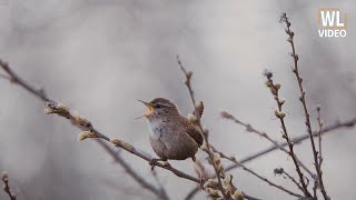 Çitkuşu Şakıyor | Eurasian Wren Singing