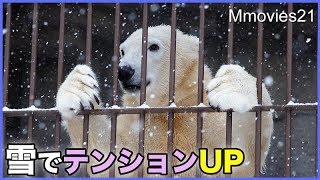 雪が降り 少し遊びたい気持ちになってきたリラ Polar Bear